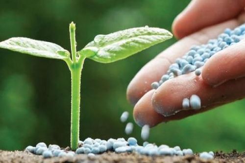 Giá phân bón hôm nay 18/9: DAP, NPK vẫn ở mức cao