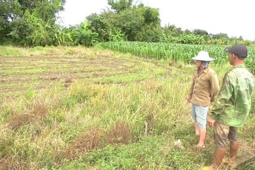 Nhiều nông dân bỏ ruộng vì chi phí đầu vào tăng cao