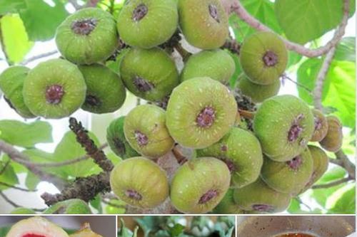 Về Quảng Trị ăn méng cà, méng vả chắm đuốc (ruốc)