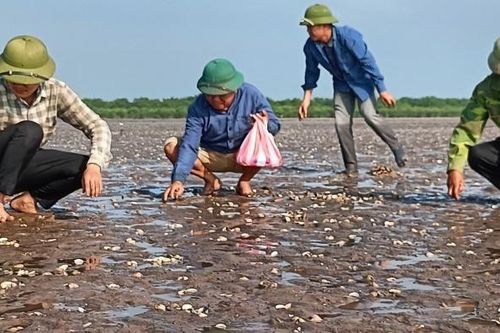 Khẩn trương xử lý môi trường hàng trăm hecta bãi nuôi ngao bị chết ở Thái Bình