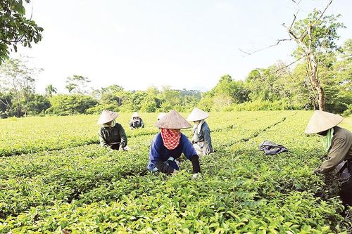 Nâng cao chất lượng xây dựng nông thôn mới ở Hà Nội