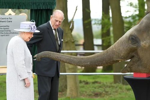 Loạt ảnh quý hiếm minh chứng Nữ hoàng Elizabeth II rất yêu động vật