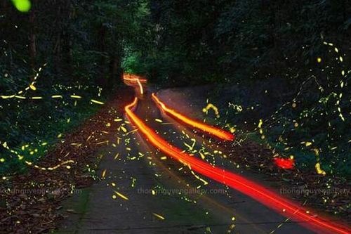 Đắm mình trong 'vũ điệu' ánh sáng của mùa đom đóm rừng Cúc Phương