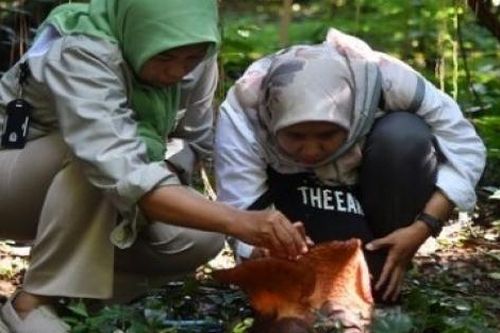 Indonesia: Bông hoa lớn nhất thế giới lần đầu tiên nở trong vườn sinh vật