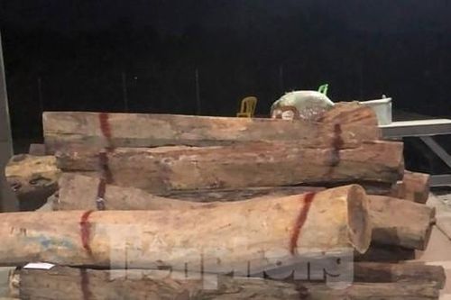 Dùng chứng từ giả để buôn lậu gỗ quý