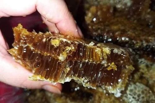 Mật ong đen siêu hiếm, tương đen 'có một không hai' ở Gia Lai