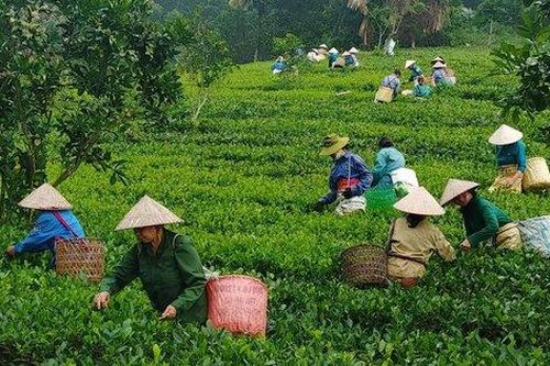 Nhiều điểm cần lưu ý trong Chương trình mục tiêu quốc gia giảm nghèo bền vững giai đoạn 2021-2025