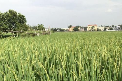 Lúa trỗ thoát