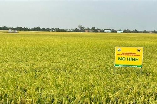 Máy sạ cụm nâng cao năng suất lao động và hiệu quả sản xuất lúa