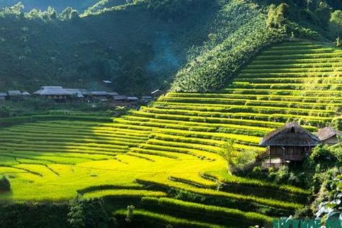 Lên cao nguyên Bắc Hà tận hưởng hương cốm mùa thu vàng