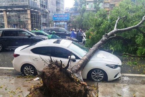 Hà Nội: Cây đổ đè trúng ô-tô đang dừng đỗ