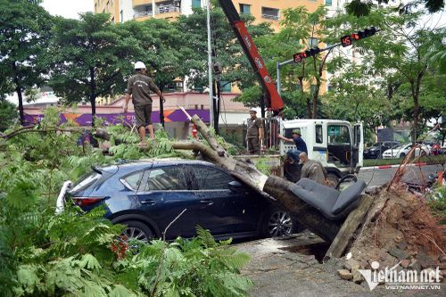 Cây xanh bật gốc đè bẹp nhiều ô tô trong mưa giông ở Hà Nội