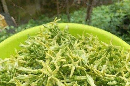 Hoa thiên lý: Bài thuốc quý từ dân gian, không phải ai cũng biết