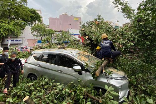 Cây đổ vào xe, chủ xe có được bảo hiểm bồi thường?