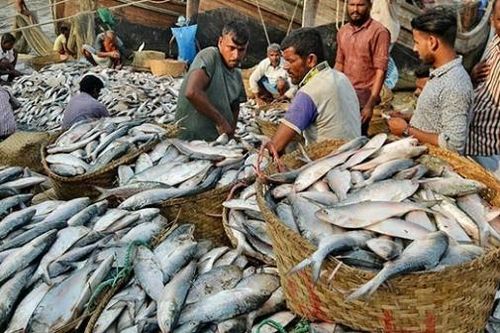 Khi cá hilsa trở thành tâm điểm trong quan hệ Ấn Độ-Bangladesh