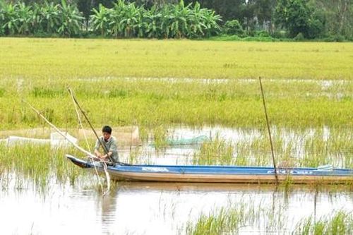 Bỏ lúa vụ 3, nông dân mưu sinh mùa nước nổi
