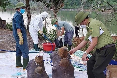 Sáu con tê giác chết bất thường được tiêu hủy phần thân, giữ lại đầu