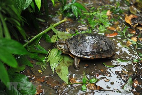 Tài liệu hướng dẫn định dạng các loài rùa cạn, rùa nước ngọt Việt Nam
