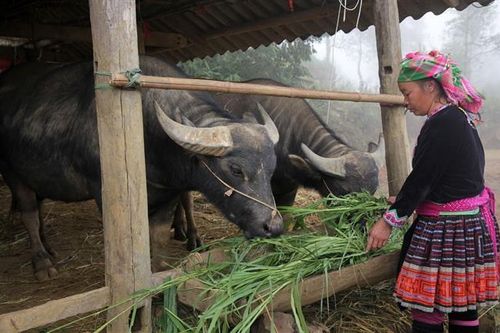 Góp phần nâng quyền kinh tế của phụ nữ dân tộc thiểu số tại Việt Nam