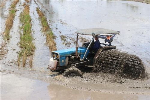 Đồng Tháp phát triển vùng trồng lúa được cấp mã số lên hơn 52.700 ha
