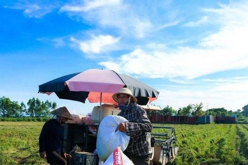 Ổn định thị trường giá cả trước thông tin Ấn Độ cấm xuất khẩu gạo
