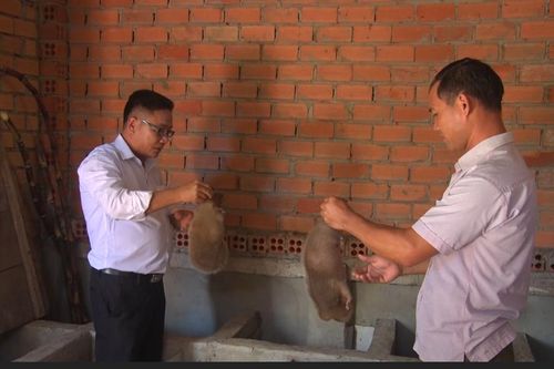 Khấm khá nhờ nuôi dúi