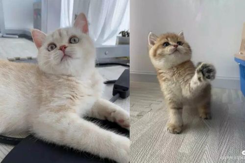 'Việc nhẹ lương cao' có thật: Cô gái được công ty trả 20 triệu/tháng để chăm mèo