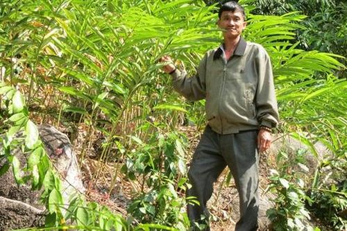 Xây dựng vùng chuyên canh dược liệu để bảo tồn nguồn thuốc và tăng thu nhập cho người dân