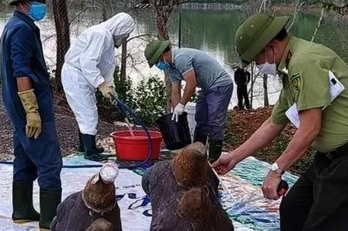 6 cá thể tê giác chết bất thường tại Nghệ An bị tiêu hủy thân, giữ lại đầu