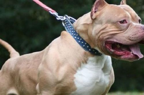 Đà Nẵng: Bắt giam người thả chó pitbull cắn hàng xóm nhập viện