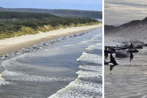 Hàng trăm cá voi hoa tiêu mắc cạn tại Australia: Loài đặc biệt sao?