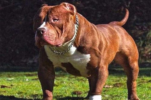 Bị hàng xóm đánh, người đàn ông đưa chó pitbull ra cắn trả thù
