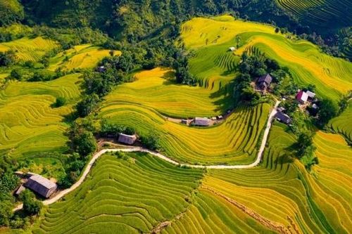 Du khách thích thú trải nghiệm mùa lúa vàng Lào Cai