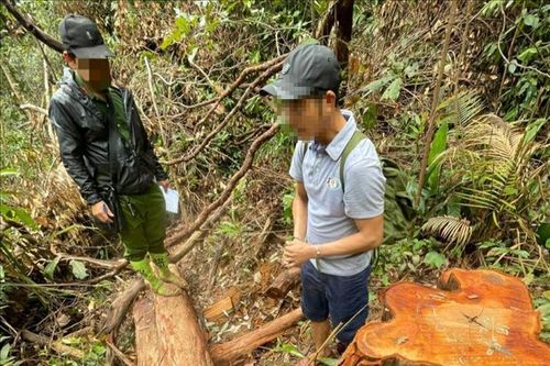 Bắt giữ 3 trong 5 đối tượng phá rừng Sa Thầy ở Kon Tum