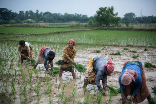 Ấn Độ lùi thời hạn ngưng xuất khẩu gạo, dự báo giá gạo tăng cao thời gian tới