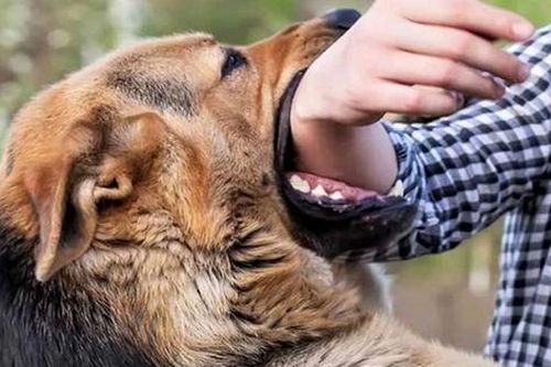 Khởi tố cả người đàn ông xua chó Pitpull cắn hàng xóm và bị hại