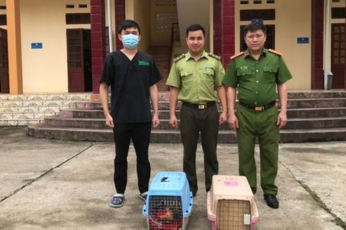 Cứu hộ khẩn cấp hai cá thể Cầy vằn bắc quý hiếm sắp bị đem bán