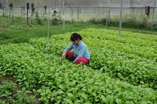 Cuộc họp trong đêm tìm giải pháp ngăn 'rau chợ đầu mối dán nhãn VietGAP vào siêu thị'