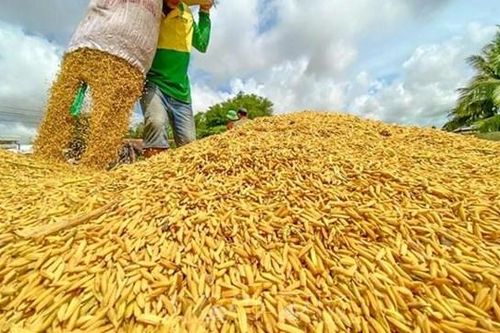 Ổn định thị trường lúa gạo, đảm bảo lợi ích cho nông dân