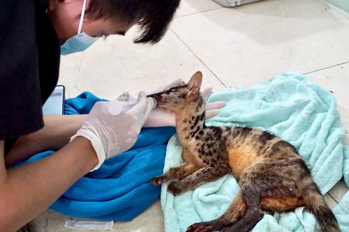 Cứu hộ khẩn cấp 2 cá thể cầy vằn bắc quý hiếm