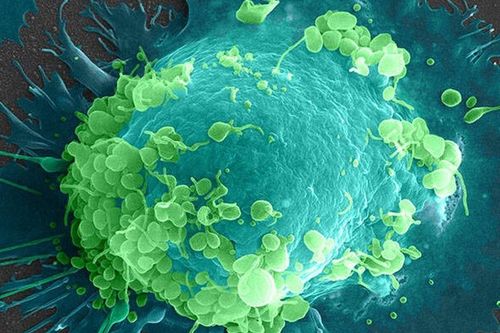 Ngạc nhiên với thế giới kỳ thú qua lăng kính hiển vi