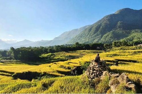 Sa Pa mùa lúa chín đẹp như tranh vẽ