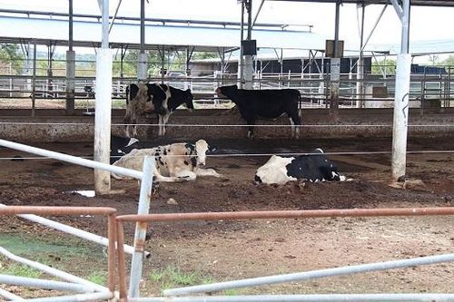 Bình Thuận: Thu hồi dự án chăn nuôi bò sữa công nghệ cao vì 'đắp chiếu' nhiều năm