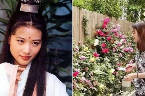 Nàng 'Chu Chỉ Nhược' Châu Hải My sống một mình trong biệt thự rộng lớn sau thăng trầm tình cảm