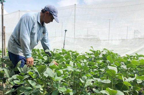 Đa dạng mô hình nông nghiệp hiệu quả