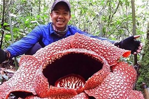 Bông hoa lớn nhất thế giới nở trong môi trường phi tự nhiên