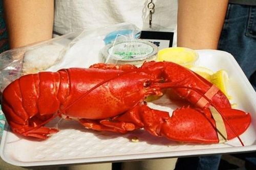 Tôm hùm Mỹ biến mất khỏi thực đơn