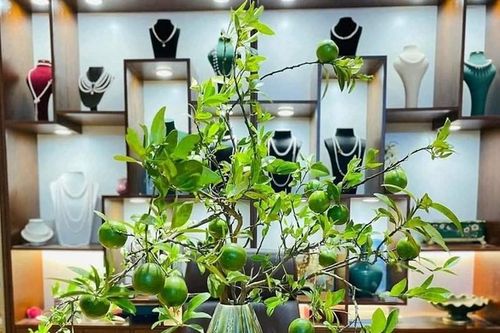 Thú chơi mua cành quả về cắm của chị em Hà thành