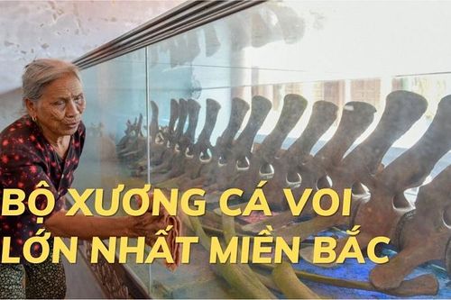 Bộ xương cá voi lớn nhất miền Bắc ở xứ Thanh