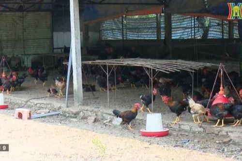 Mô hình khuyến nông an toàn thúc đẩy tiêu thụ cho nông dân